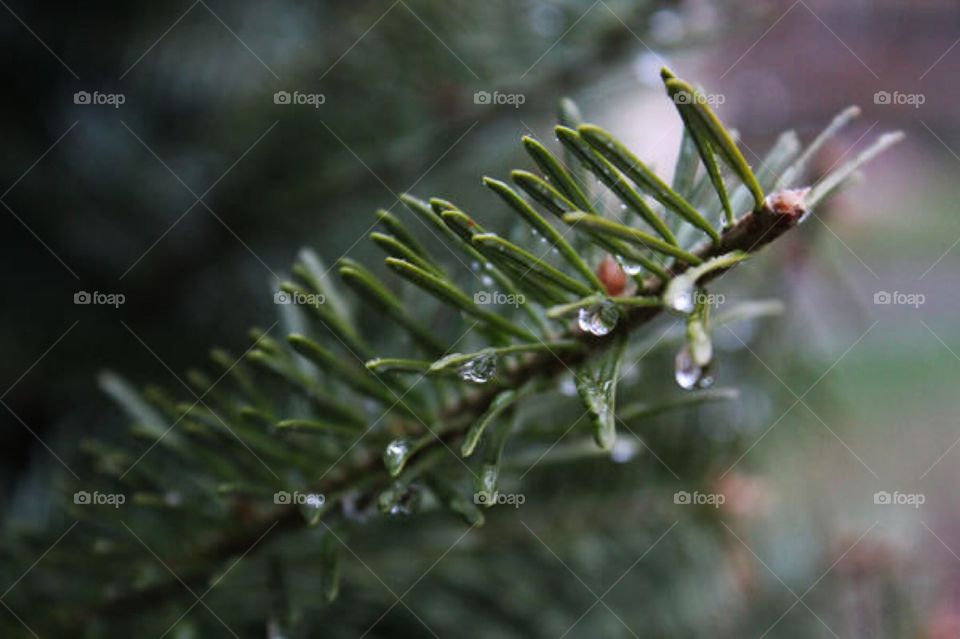 Christmas tree branch 