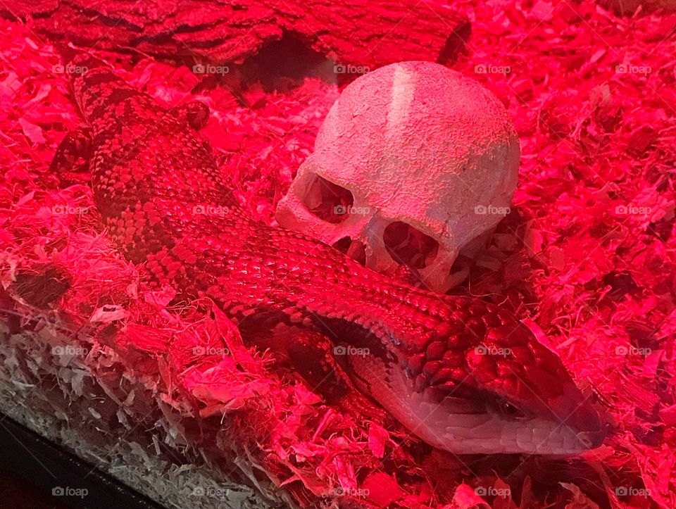 Skank lizard in red