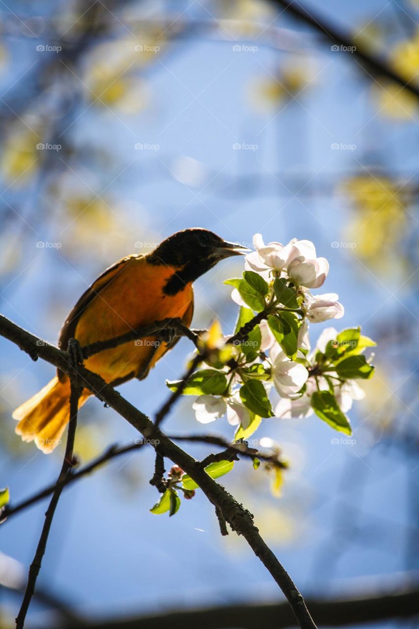 Bright bird on a blooming tree