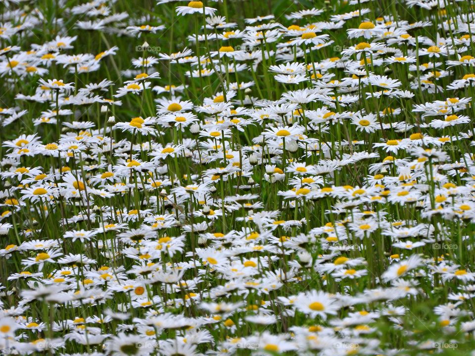 Glimmers: Small Moments of Happiness  - A field of bright colored daisies standing tall in the field