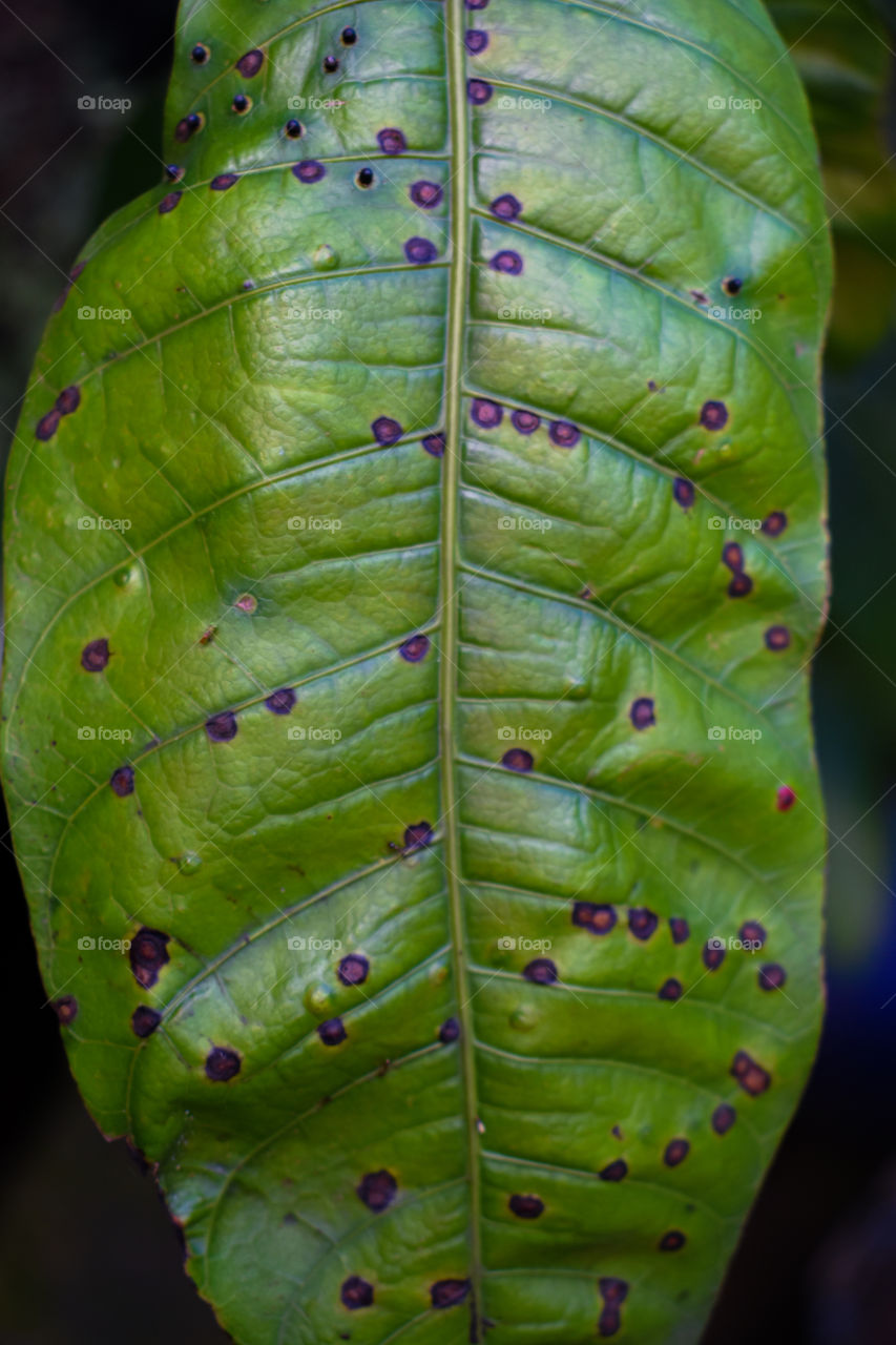 Tekstur of the leaf