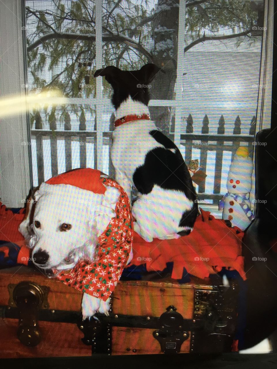 Pups at Christmas 