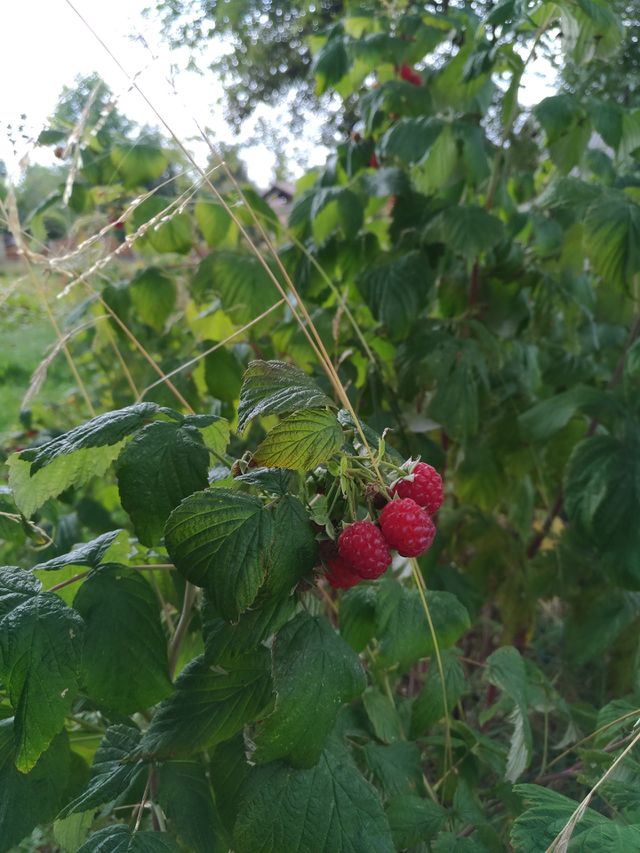raspberries
