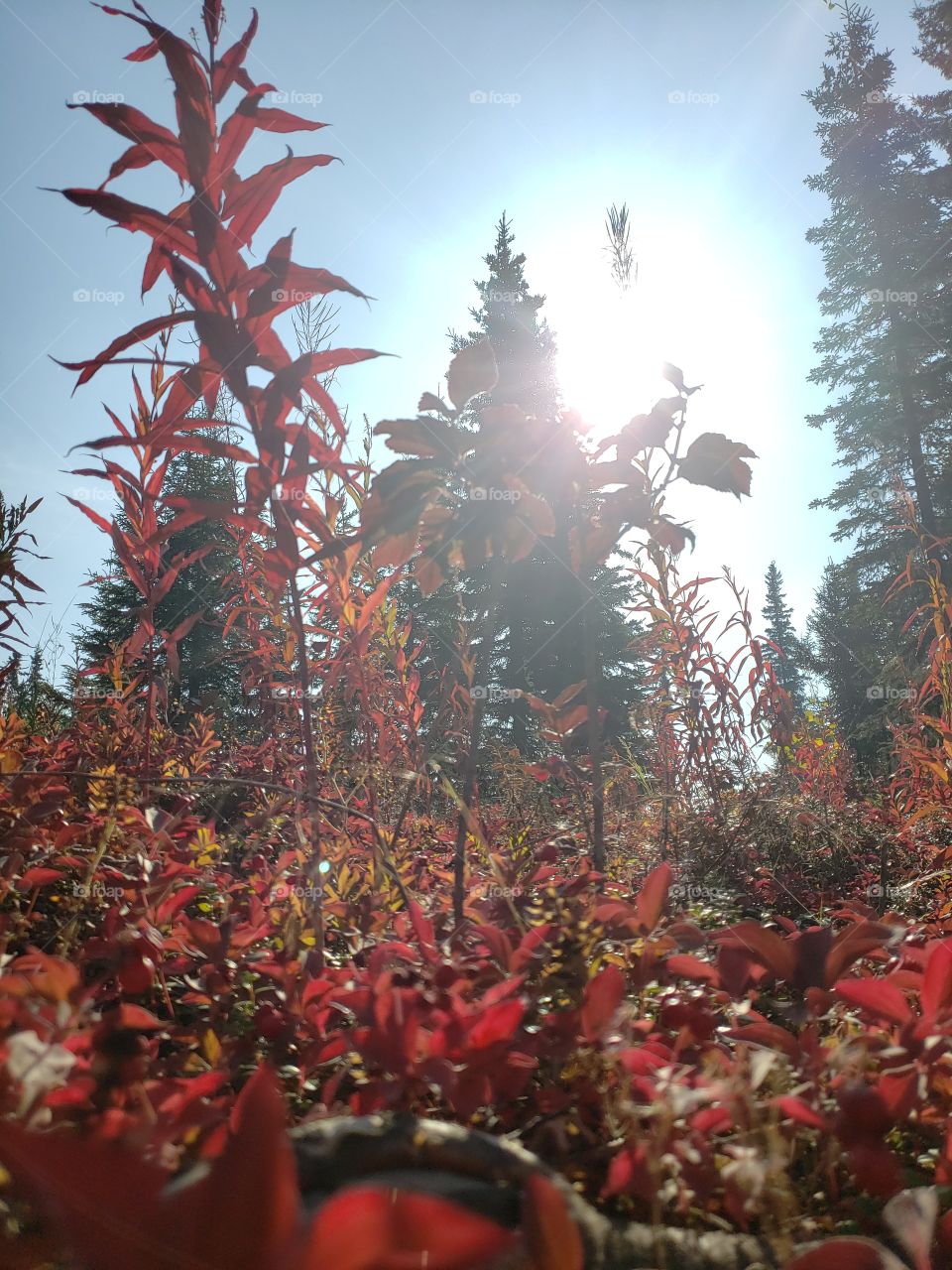 Alaskan Autumn