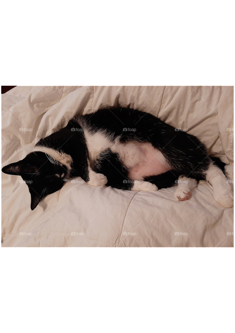 Tuxedo cat napping comfortable in white bedspread.