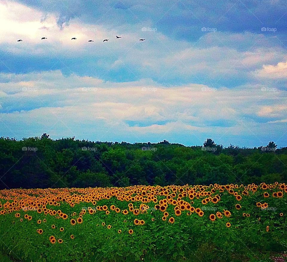 Sunny field