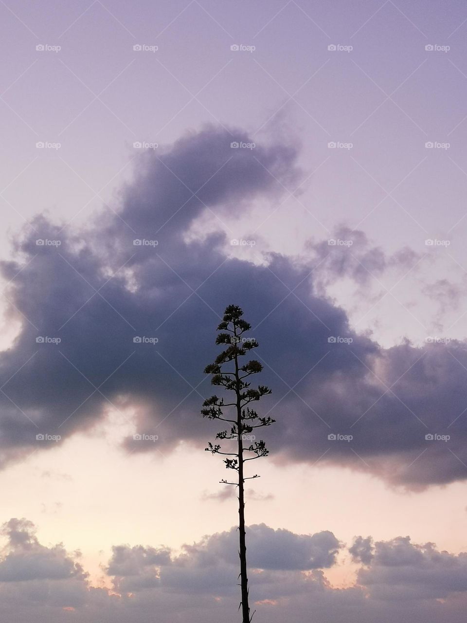 Clouds around the tree like a painting