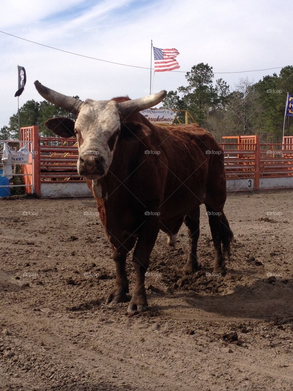 Bulls and dirt 