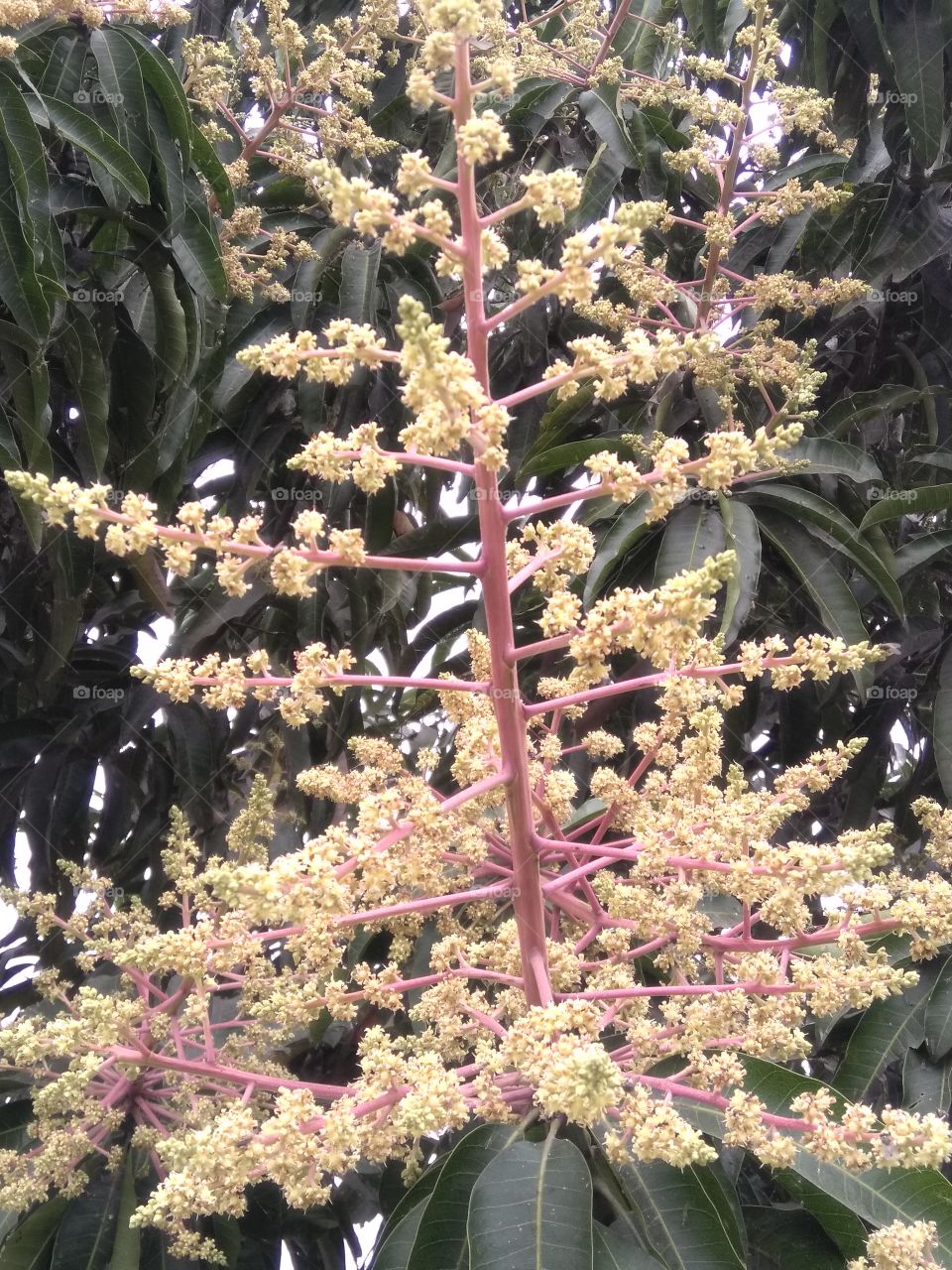 mango flowers