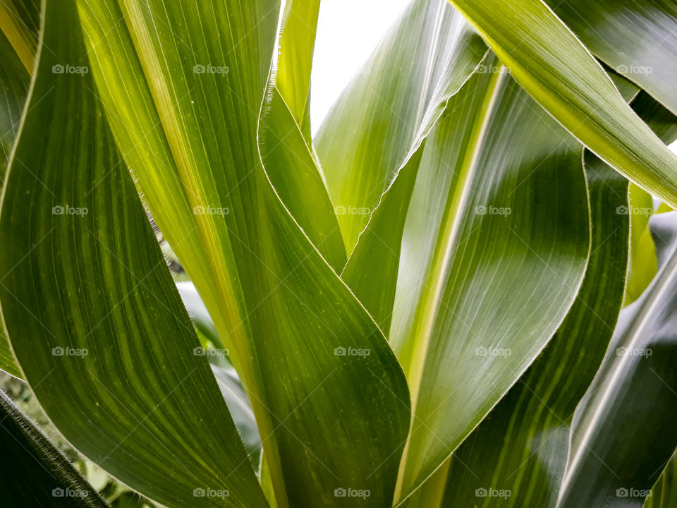 Took a shot while checking maze crop, it was great to experience the shades of green in the sun.