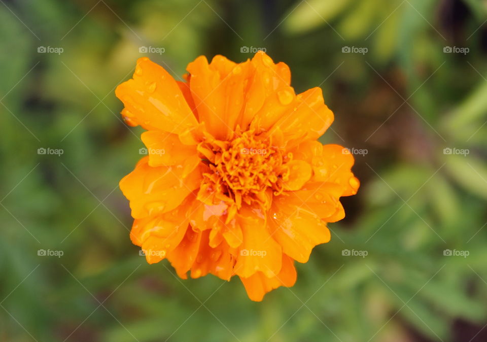 Marrygold. Yellow felt closing with contrasly flower's petal to the plant mini yard of school. Bushes typical plant which could be grown for metres.