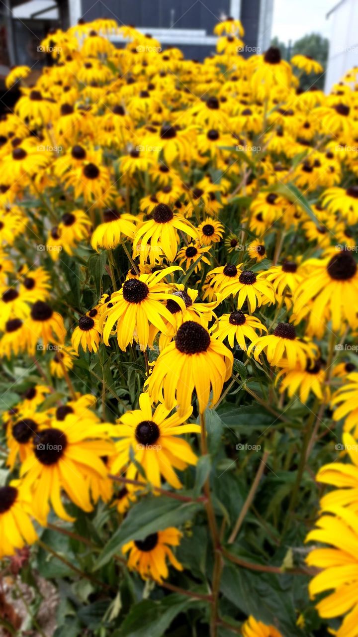 yellow flowers background