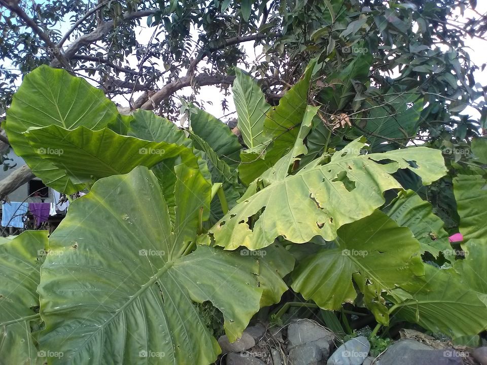 leaf huge green