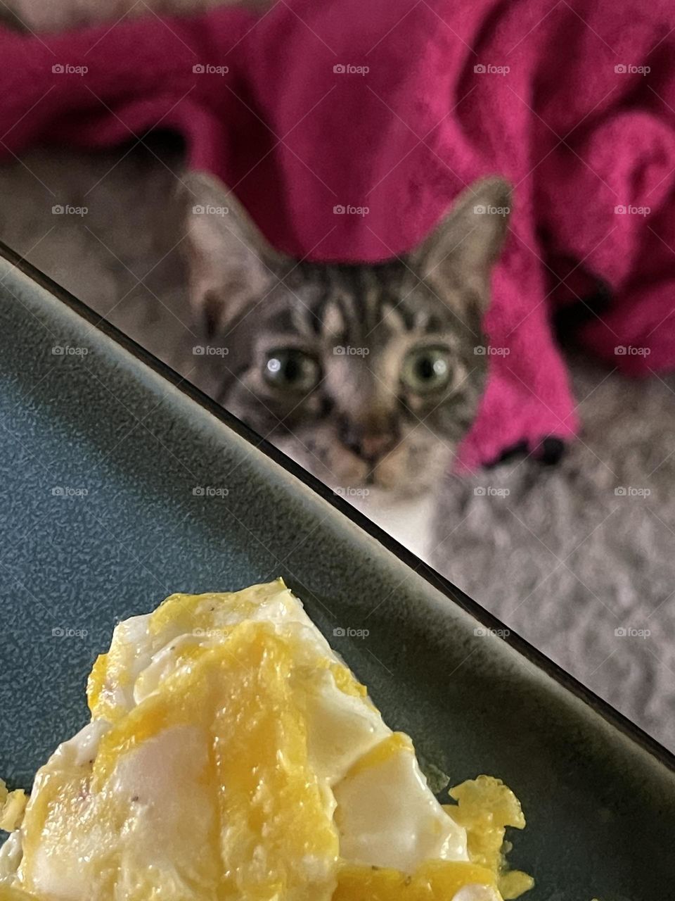Dakari the cat sneaking a peek at my eggs