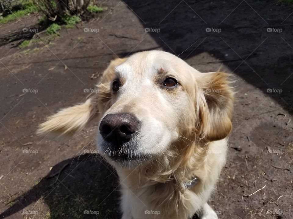 Sweet old Golden Retriever wagging her tail in the backyard with beautiful brown eyes