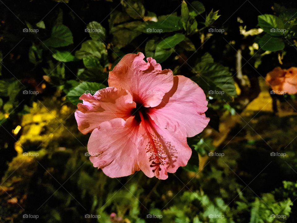 Hibiscus, flower portrait.