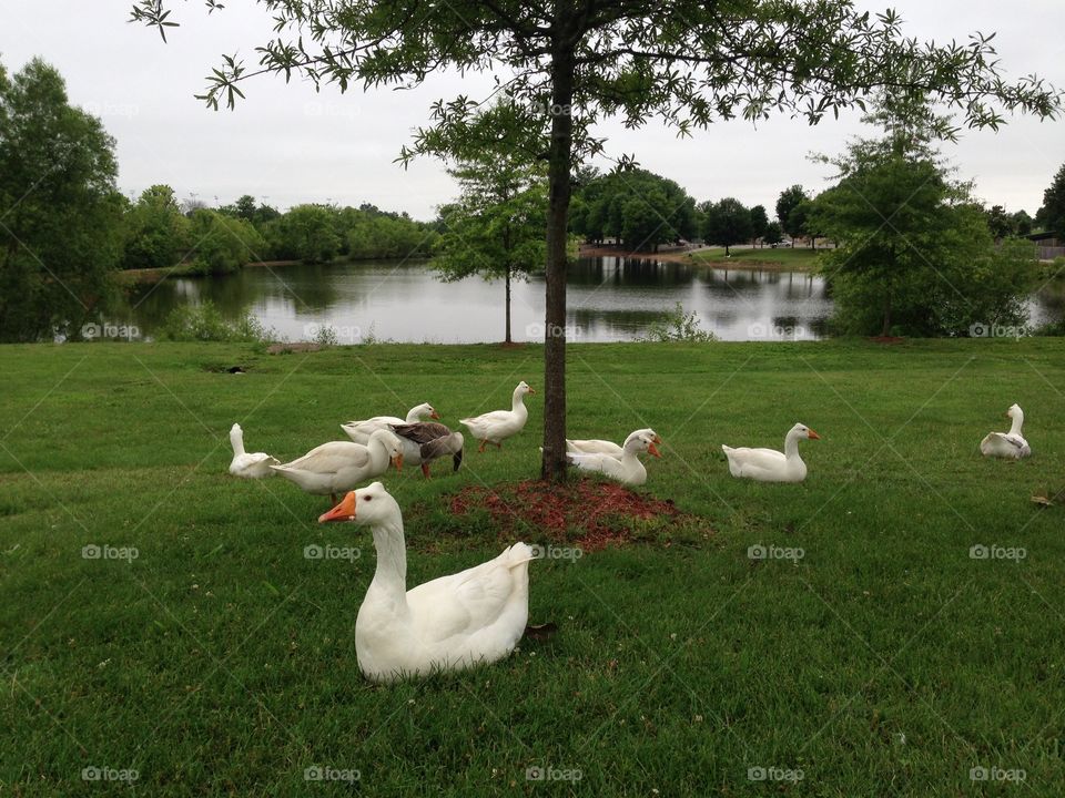 View of ducks on grassy field