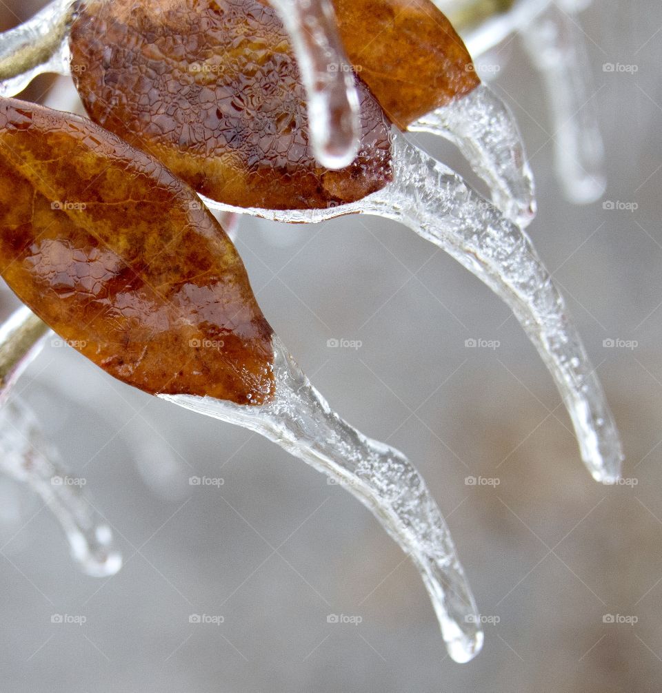 Winter weather, frozen rain streaming from leaves