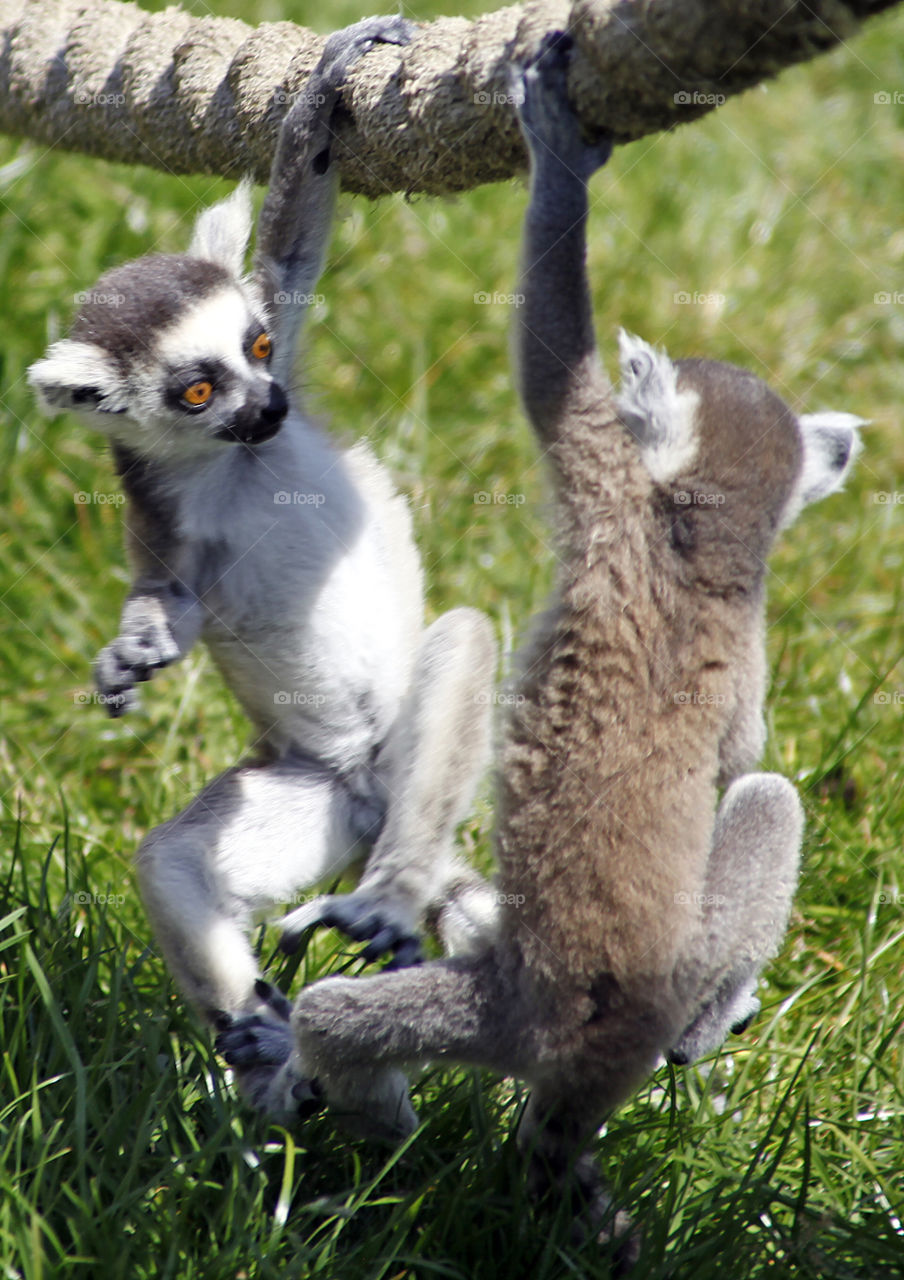 Lemurs playing 