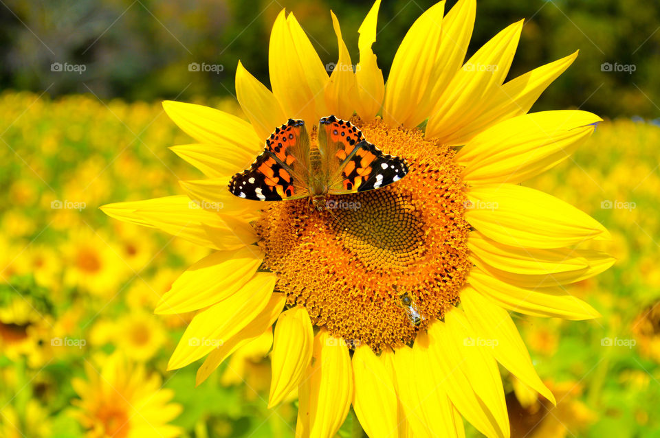 Monarch butterfly and a bee resting on a large sunflower in a field on a bright summer day