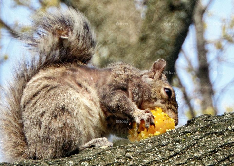 Squirrel on the Cob on the Tree
