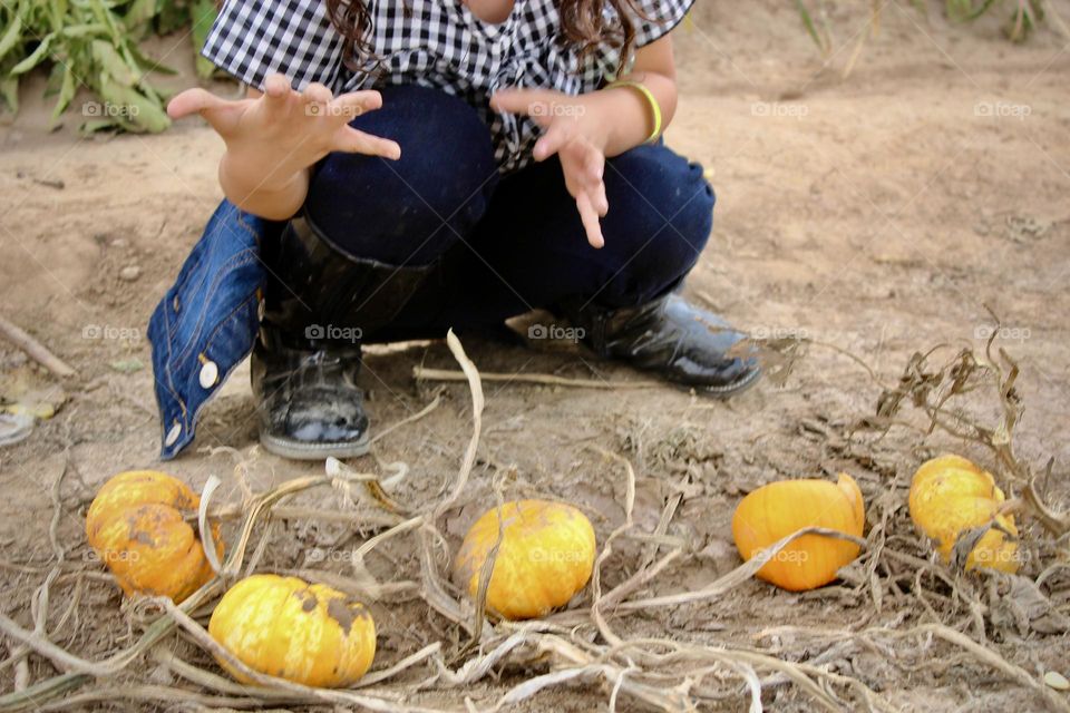 Fall/Autumn Harvest Season 