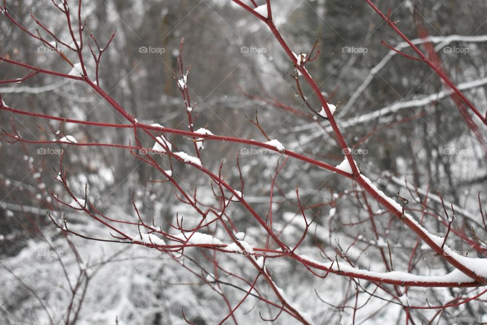 Red branches covered in snow