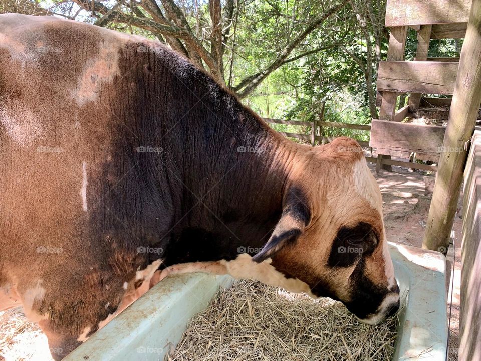 cow eating hay