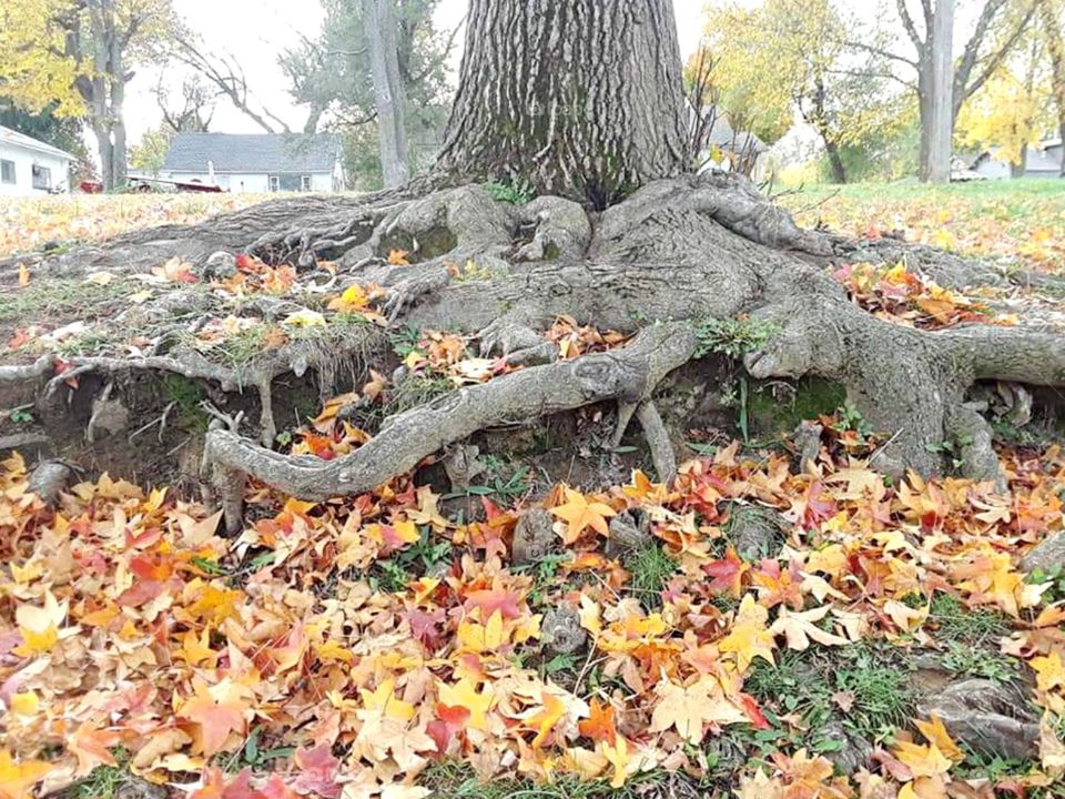 Colorful fall leaves