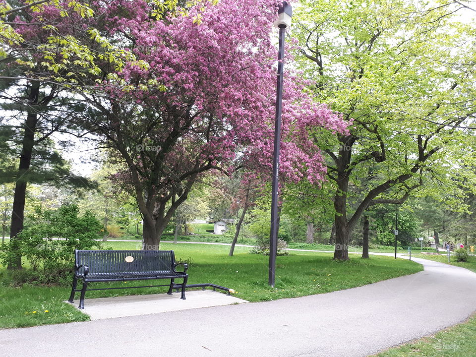 springtime bench