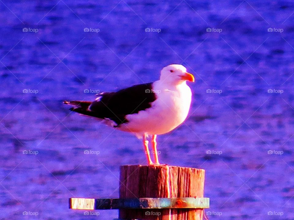 Perched on a Post