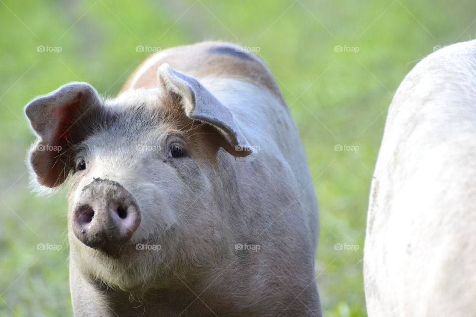 Close-up of a pig