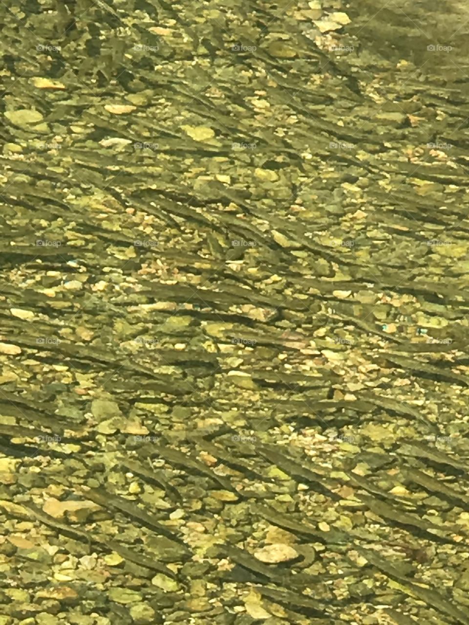 Minnows in Brush Creek