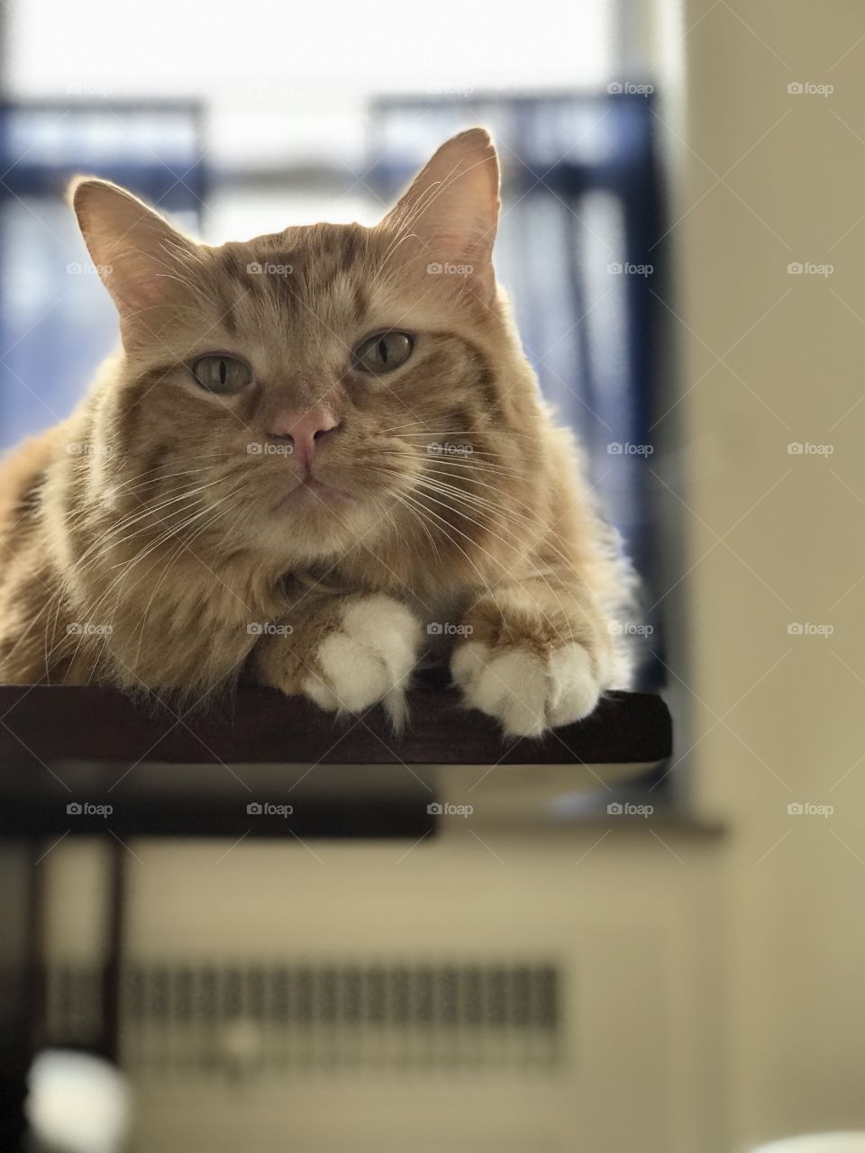 Cute and Fluffy Maine coon cat on a table