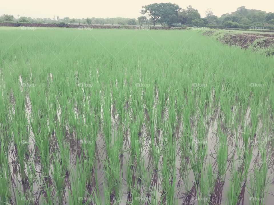 Rice farm 