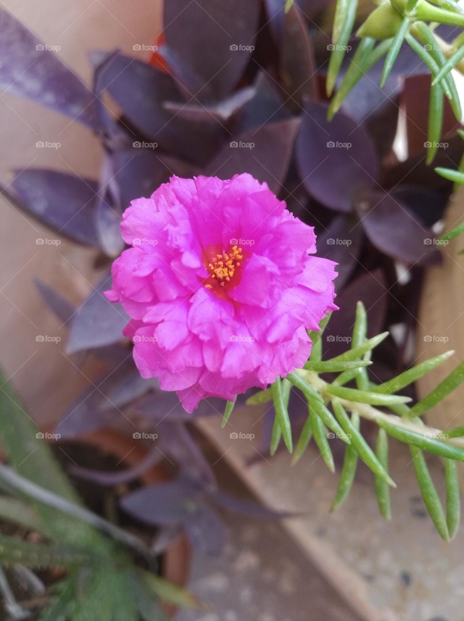 pink flower fresh seasonal looking very beautiful generally found everywhere shurb small in size