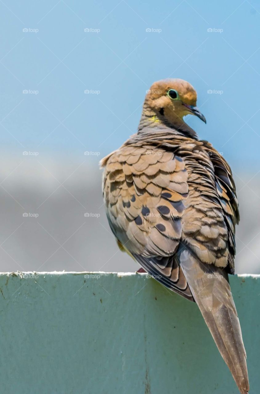 Mourning Dove on White Fence 