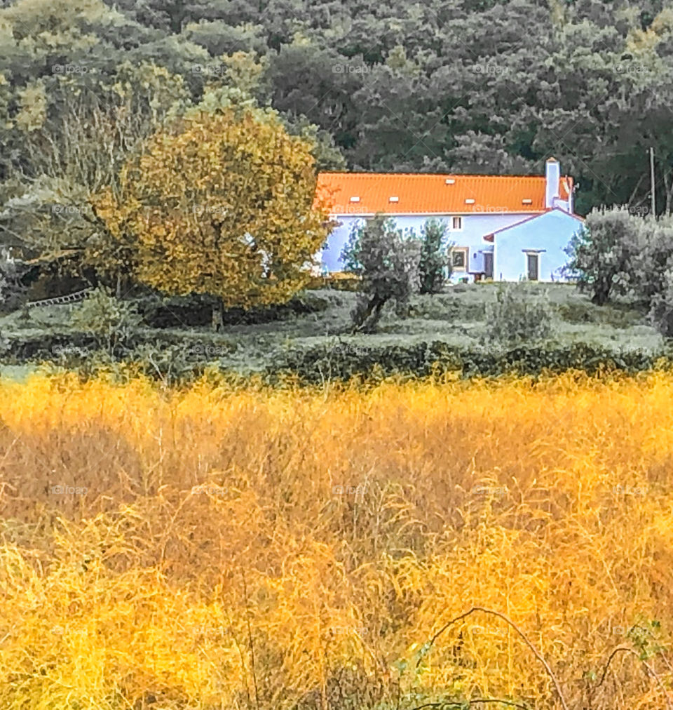 Dried out autumn grasses in front of a cornflower blue cottage