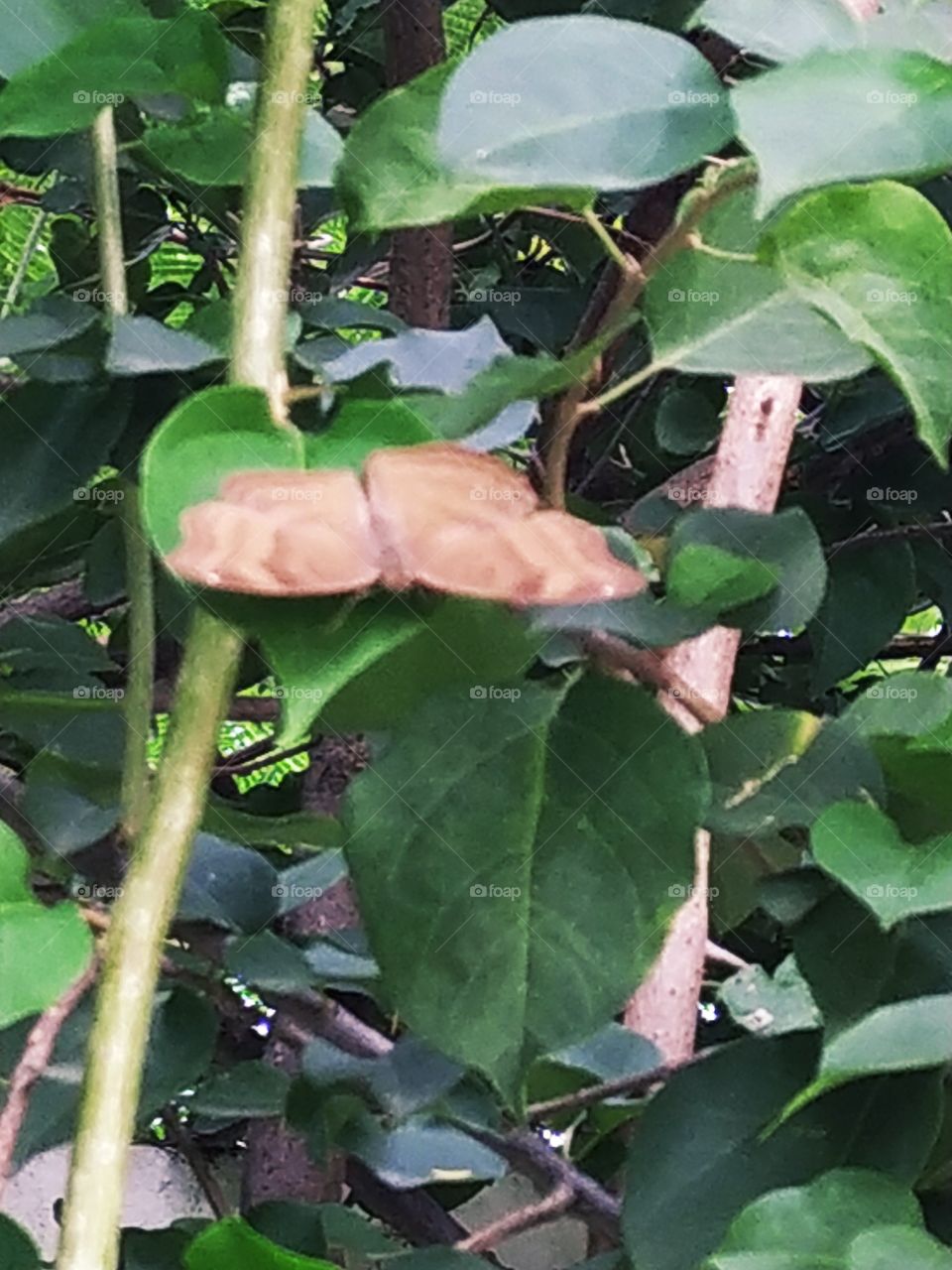The beautiful black spotted butterfly trying to hide behind leaves