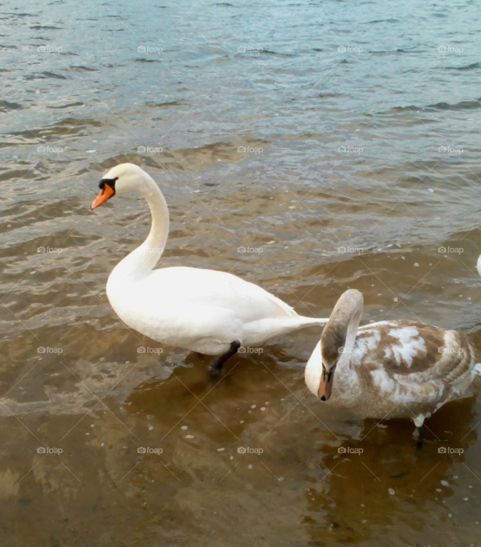 Swan, Bird, Water, Lake, Nature