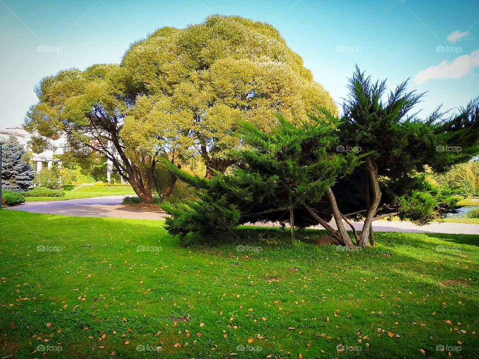 Small thuja and two large willows
