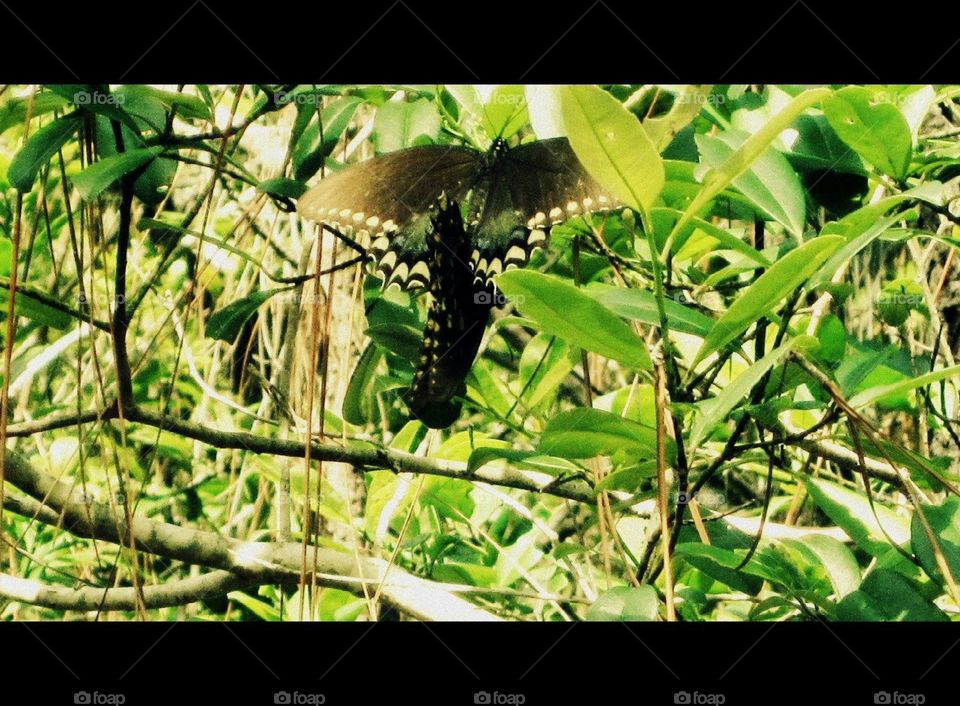 I think I've capture love in the making 