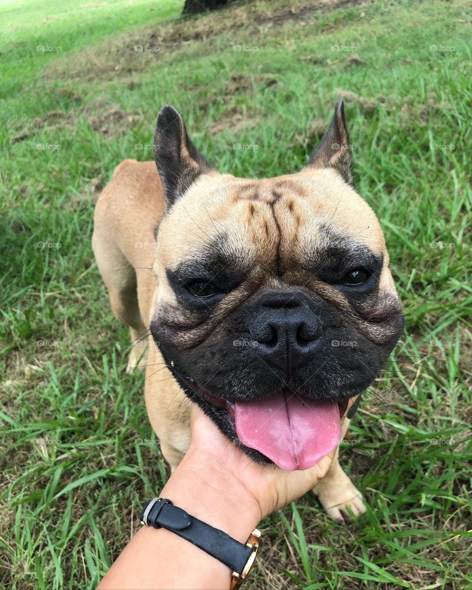 Happy French bulldog smiling at the park 