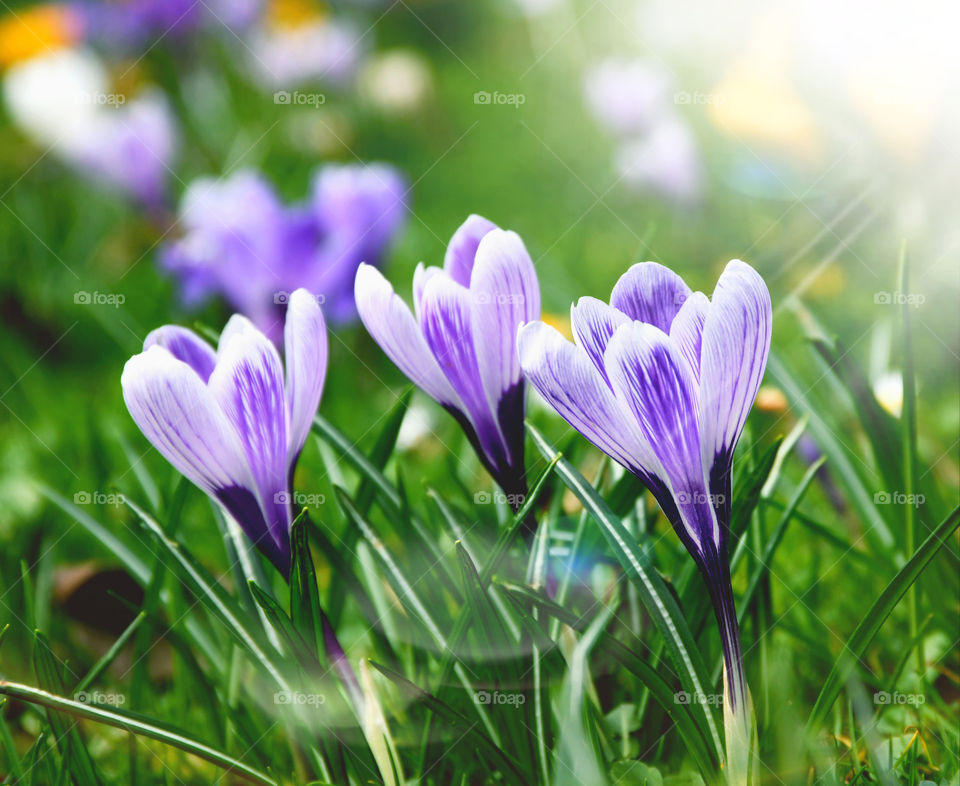 Crocus, first sign of spring.