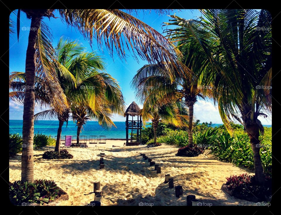 Palm, Beach, Tropical, Sand, Paradise