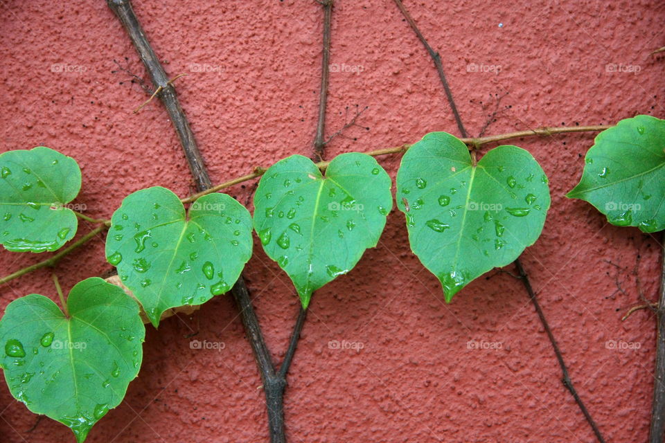 Heart Shaped leaves
