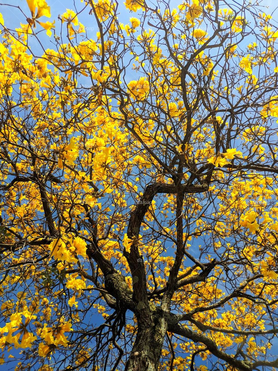 Yellow ipe flowers seen from below.