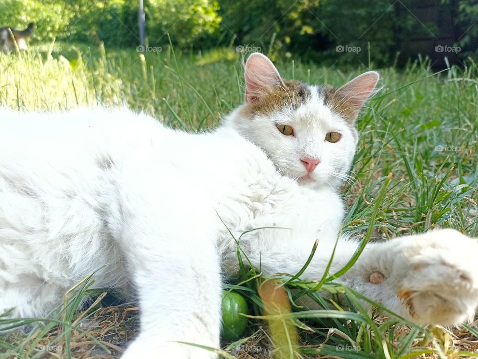 White fluffy male cat close-up. Animal photography