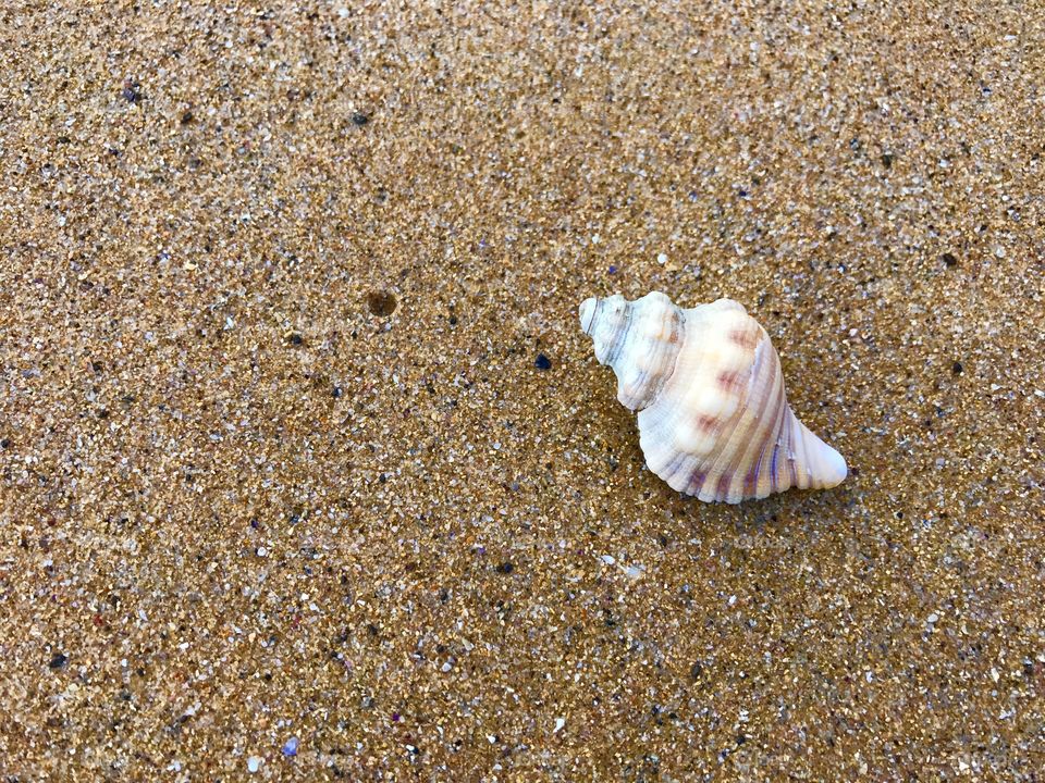 Sea shell on the sand at Surf Beach 
