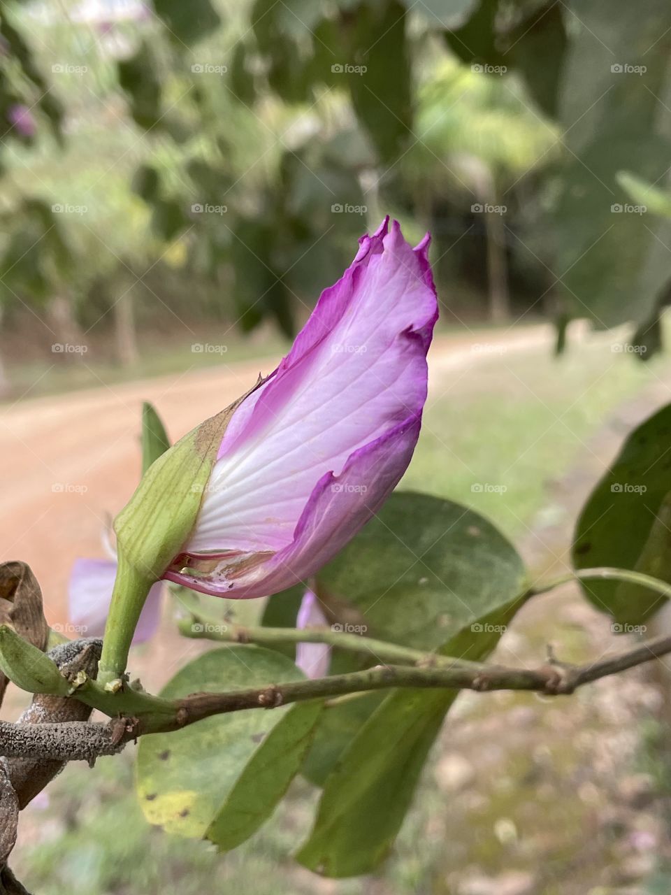 Botão de Flor